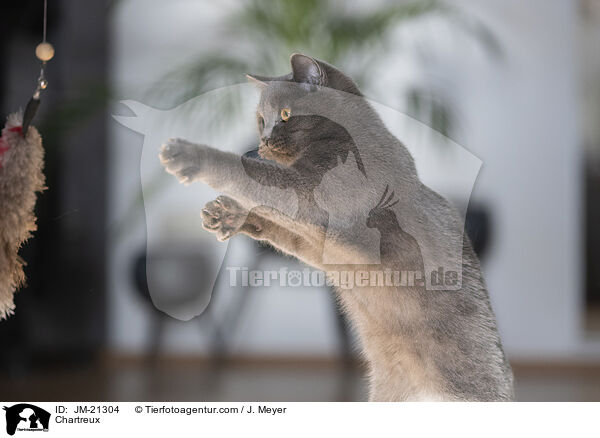 Chartreux / Chartreux / JM-21304
