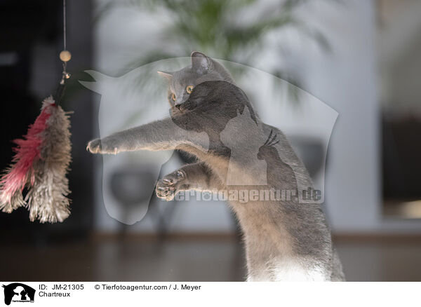 Chartreux / Chartreux / JM-21305