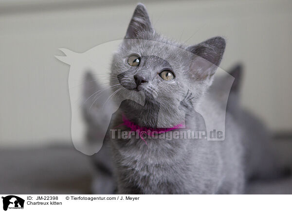 Chartreux Ktzchen / Chartreux kitten / JM-22398
