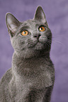 Chartreux