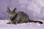 Chartreux