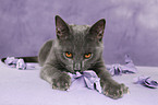 Chartreux