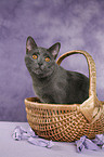 Chartreux