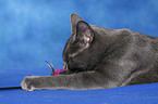 Chartreux