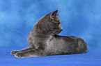 Chartreux