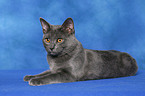 Chartreux