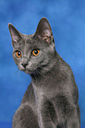 Chartreux