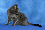 Chartreux