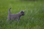 Chartreux kitten