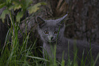 Chartreux kitten