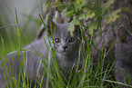 Chartreux kitten