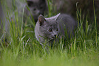 Chartreux kitten