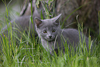 Chartreux kitten