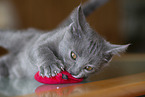 Chartreux kitten