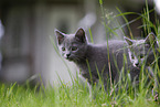 Chartreux kitten