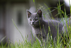 sitting Chartreux