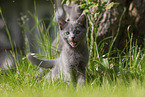 Chartreux kitten mews