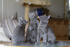 Chartreux kitten