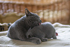Chartreux mother with kitten