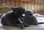 Chartreux mother with kitten