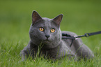 Chartreux