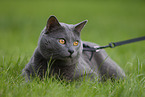 Chartreux