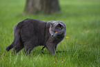 Chartreux