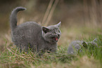 anxious chartreux kitten