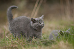 anxious chartreux kitten