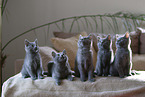 Chartreux kitten