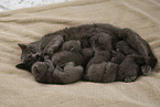 Chartreux kittens drink at mother