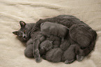 Chartreux kittens drink at mother