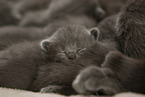 sleeping Chartreux