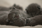 Chartreux kitten