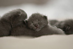 Chartreux kitten