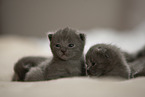 Chartreux kitten