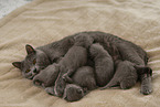 Chartreux kittens drink at mother