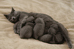 Chartreux kittens drink at mother