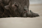 Chartreux mother with kitten