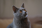 Chartreux Portrait