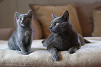 Chartreux mother with kitten