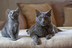 Chartreux mother with kitten