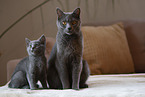 Chartreux mother with kitten