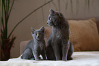 Chartreux mother with kitten