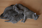 Chartreux kittens drink at mother