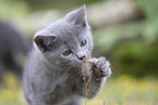 playing Chartreux kitten