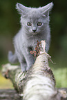 Chartreux kitten