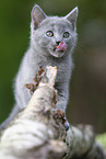 Chartreux kitten