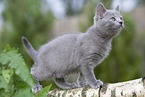 Chartreux kitten