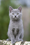 sitting Chartreux